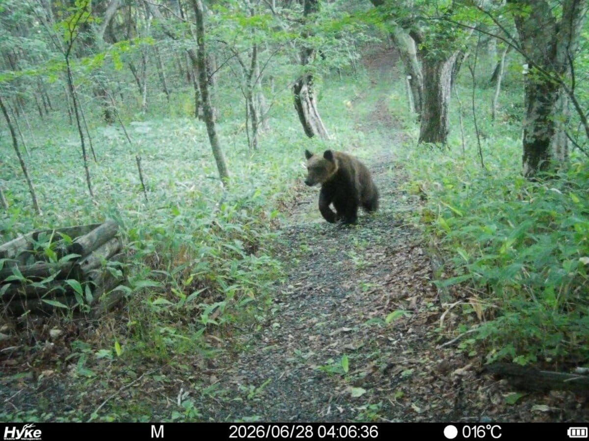 ヒグマSOS】北海道新冠町の公園 設置カメラがヒグマの姿捉える 2歳