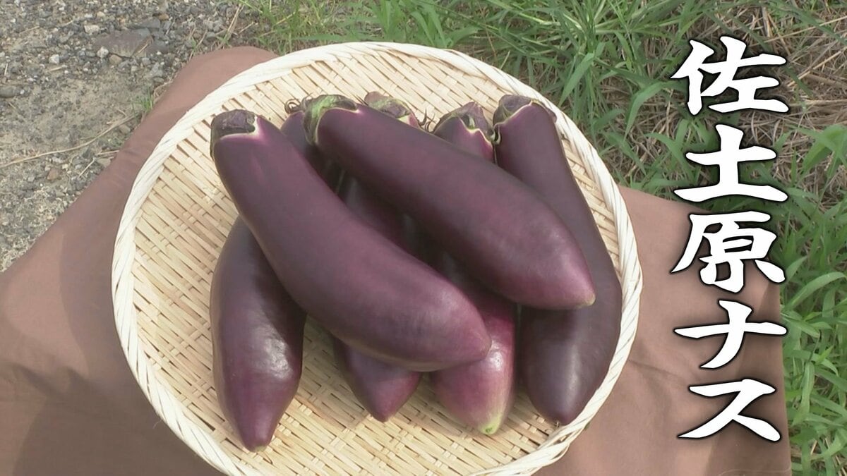 TBSアナも驚いた 一度は消えた幻の野菜 たった4粒の種から復活した