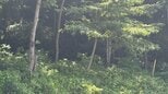 【地図あり】「蔵王の朱い大鳥居」近くでクマ1頭目撃 きのうも近くに出没 市が注意呼びかけ(山形市)|TBS NEWS DIG