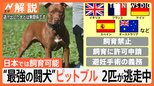 “最強の闘犬”ピットブル2匹が逃走 パンク町田さん「人間に対し従順だが、一度怒ると簡単には制御できない」【Nスタ解説】|TBS NEWS DIG