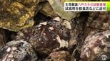 “八戸のカキ”生育順調　「カキの養殖試験」が行われている八戸港で水揚げ　出荷目安の60gを大きく上回る大きさに漁協関係者の期待も膨らむ　関東などの飲食店に送られることに　青森県|TBS NEWS DIG