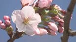 北上市でサクラ開花宣言　100年見守るソメイヨシノが春を告げる　6日朝の県内は4月下旬から5月下旬並みの暖かさ　岩手|TBS NEWS DIG