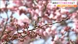 tbc気象台　仙台のサクラ　当初の開花予想「31日」から軌道修正　ではいつ？|TBS NEWS DIG