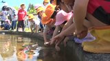 子どもたちの成長と地域活性化を願って続けられているコイの放流 地域のこども園の園児が昭和三色を放流 岩手・奥州市|TBS NEWS DIG