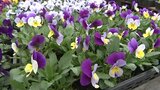 雪や雨は上がり岩手県内晴れ間のぞく 盛岡市の花苗直売所は今季の営業開始|TBS NEWS DIG