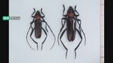 北陸初確認「クビアカツヤカミキリ」 サクラやウメを食い荒らす外来種が福井に出現|TBS NEWS DIG