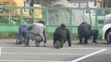捜査中の男性巡査長が拳銃を誤射 現場周辺で銃弾の捜索続く 大分 | 大分のニュース|OBS NEWS|大分放送