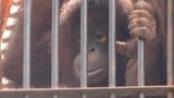 オランウータン繁殖支援のクラウドファンディング 最終目標も突破し2900万円集まる|TBS NEWS DIG