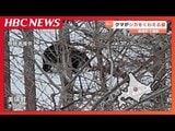 ヒグマがシカをくわえて…観光客が撮影「こんなに近くてびっくり」北海道の観光地「青い池」近くで | 北海道のニュース|HBC北海道放送