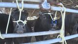 県議会・代表質問2日目 飼料価格高騰 畜産農家への支援を|TBS NEWS DIG