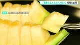 “こだわり栽培”でとろける甘さ 『夜須のエメラルドメロン』収穫&出荷【高知】|TBS NEWS DIG