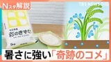 今年も「コメ不足」に?「猛暑」と「空梅雨」は生育にどう影響? 暑さに強い「奇跡のコメ」とは【Nスタ解説】|TBS NEWS DIG