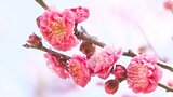 高気圧に覆われて穏やかな晴天 春の訪れを感じさせる一日、梅の花もほころぶ 大分 | 大分のニュース|OBS NEWS|大分放送