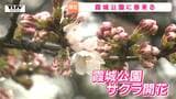 山形市では年度内に2回も！ 酒田市と山形市で桜の開花宣言　雨の県内に春の便り（山形）|TBS NEWS DIG