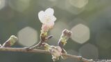 去年より5日早く…名古屋で17日にサクラ開花 1953年の統計開始以来 最も早い開花記録に並ぶ | 名古屋・愛知・岐阜・三重のニュース【CBC news】 | CBC web