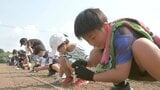 小説「ストロベリームーン」に登場のひまわり畑再現へ 甲子園球場と同じ面積に種まき 大分・中津市 | 大分のニュース|OBS NEWS|大分放送