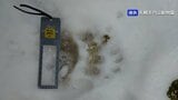 札幌の円山動物園でヒグマのものとみられる足跡見つかる 9日正午から臨時休園 約10センチの足跡が複数 | 北海道のニュース|HBC北海道放送