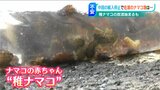 続く中国の輸入停止「漁師は漁をして生活する。普通に漁ができる環境にしていただきたい」稚ナマコ放流始まる 新潟県佐渡|TBS NEWS DIG