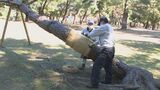 別府公園で冬支度 アカマツやクロマツ600本を害虫から守る「こも巻き」始まる 大分 | 大分のニュース|OBS NEWS|大分放送