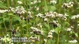 棚田で栽培される“牡丹そば”　新そばの提供始まる|TBS NEWS DIG