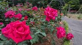 園内にはバラの甘い香り漂う 花巻温泉バラ園のバラ見ごろ 岩手|TBS NEWS DIG