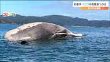 クジラの死骸"ガス抜き"処理へ「腹部にナタで穴を開けて海中に沈める」宮城・石巻市|TBS NEWS DIG