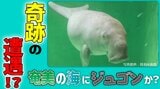 奇跡の遭遇!?奄美の海にジュゴンか 瀬戸内町請島沖で漁師3人が同時に目撃 奄美海洋生物研究会が緊急調査|TBS NEWS DIG