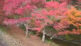 愛媛県久万高原町・古岩屋の紅葉 | 愛媛のニュース - Nスタえひめ|あいテレビは6チャンネル