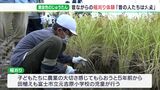 「昔の人は大変だなぁ」黄金色に実った田んぼで小学生が手作業で稲刈り体験ー静岡・富士市|TBS NEWS DIG