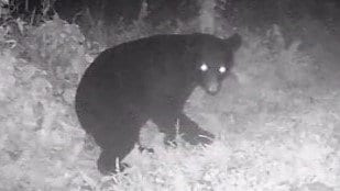 止まらない“クマの食害”次はワイン用ブドウ約3000房（約300キロ）を食い荒らす　監視カメラにはブドウの匂いを嗅ぐ姿も|TBS NEWS DIG