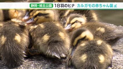 心が癒される」カルガモ親子は今季は2組！18羽が元気に生まれました