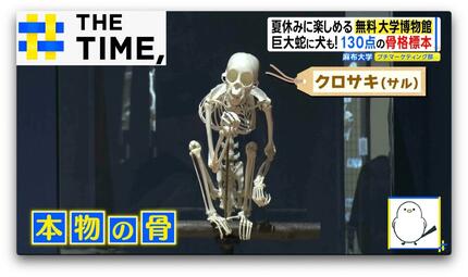 イルカに足！？“骨”で進化を実感…「骨格標本だけど動物園でもある