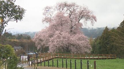 雨でもきれい」樹齢600年の『戸津辺の桜』満開 水郡線との共演も魅力