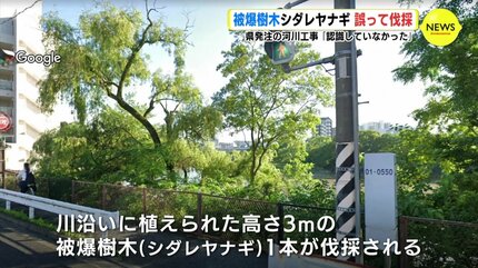 原爆に耐えた “被爆樹木” シダレヤナギ 誤って伐採 広島県発注の河川