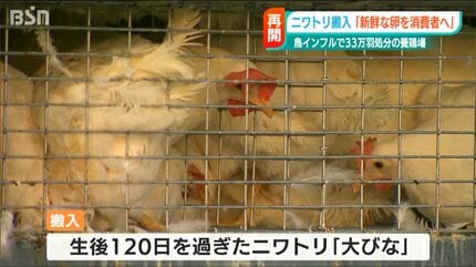 5か月ぶり「鶏舎にヒナ戻る」鳥インフルの養鶏場にニワトリ搬入 新潟