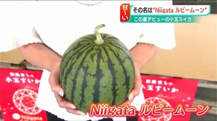 とんでもなく甘い西瓜 新潟県産【ルビームーン】高糖度 小玉2玉 新潟県産【ルビームーン スイカ】超高糖度15度 とにかく甘い