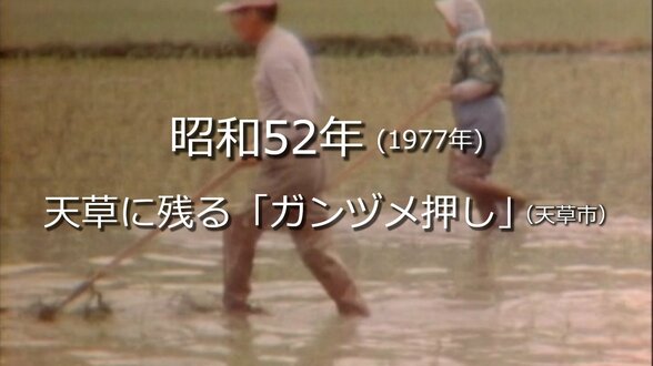 天草に残る「ガンヅメ押し」【昭和52年・1977年】～RKKニュースミュージアム～ 熊本　|　熊本のニュース｜RKK NEWS｜RKK熊本放送