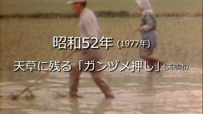 天草に残る「ガンヅメ押し」【昭和52年・1977年】~RKKニュースミュージアム~ 熊本|TBS NEWS DIG