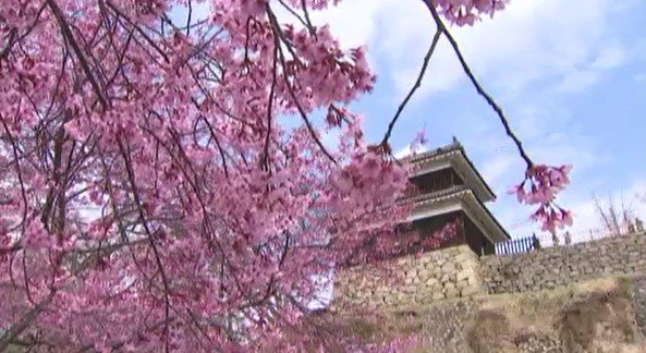 「あまり早く咲いて、散るのも早いかな…」長野・上田城跡公園の桜が見ごろ…平年より約1週間早く…公園内に約1000本の桜、櫓門前のシダレザクラと憩いの広場のコヒガンザクラは満開|TBS NEWS DIG