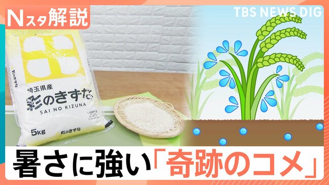 今年も「コメ不足」に？「猛暑」と「空梅雨」は生育にどう影響？ 暑さに強い「奇跡のコメ」とは【Nスタ解説】|TBS NEWS DIG