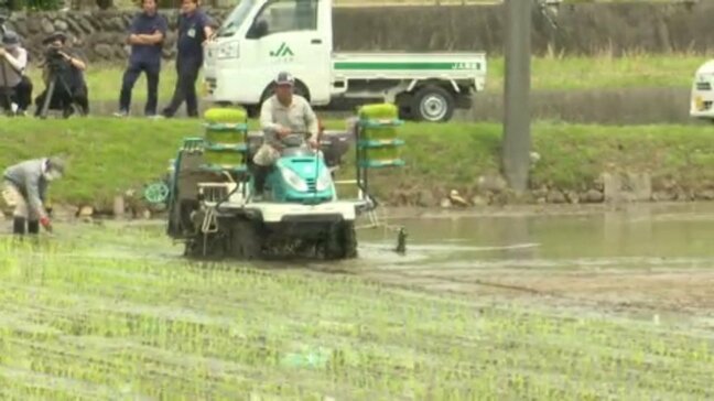「評判はいい」県が開発のブランド米「ひめの凜」 暑さに強く収量も望める品種 田植え最盛期 愛媛県|TBS NEWS DIG