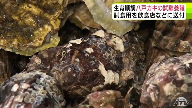 “八戸のカキ”生育順調 「カキの養殖試験」が行われている八戸港で水揚げ 出荷目安の60gを大きく上回る大きさに漁協関係者の期待も膨らむ 関東などの飲食店に送られることに 青森県|TBS NEWS DIG