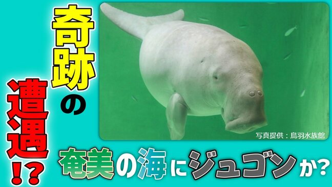 奇跡の遭遇！？奄美の海にジュゴンか　瀬戸内町請島沖で漁師3人が同時に目撃　奄美海洋生物研究会が緊急調査|TBS NEWS DIG