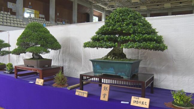 風情漂う緑の芸術 「全沖縄盆栽展」 愛好家の力作が勢ぞろい|TBS NEWS DIG