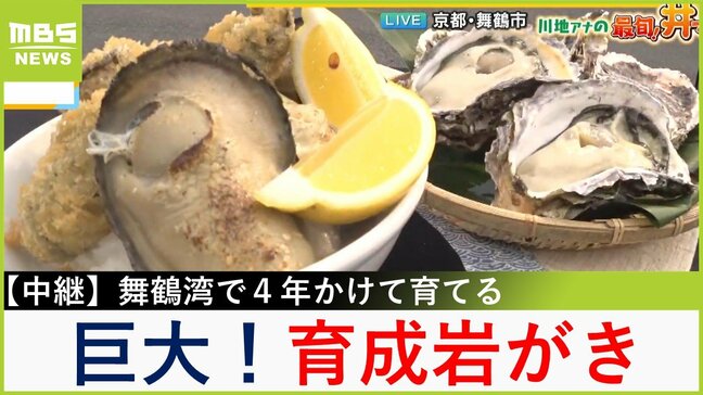 【中継】巨大な「育成岩がき」のフライと炙りで絶品丼！栄養豊富な丹後の海で"自ら育った"ブランドがき　京都・舞鶴市【川地洋平の最旬！丼マン】|TBS NEWS DIG