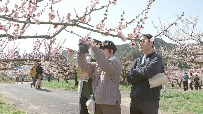 梅の名所「おおくぼ台梅園」6000本咲き誇る　家族連れが春の訪れ楽しむ　大分|TBS NEWS DIG
