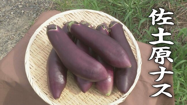 TBSアナも驚いた　一度は消えた幻の野菜 たった4粒の種から復活した「奇跡のナス」佐土原ナス|TBS NEWS DIG