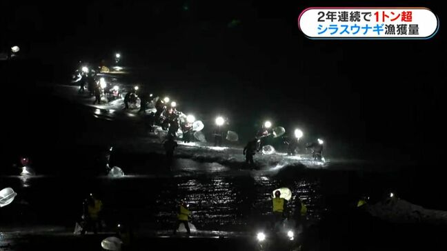シラスウナギ漁獲量半減も2年連続1トン超「相場は下がり気味」 鹿児島|TBS NEWS DIG