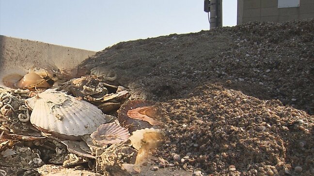 “死貝の山”大量に積み上げられた死んだホタテ　5日で約12トン廃棄の漁協も…「いままでで最低、全然だめ…」ホタテ大量死で漁師苦悩　養殖カゴに移したうち9割程度の330枚以上が死んだケースも|TBS NEWS DIG