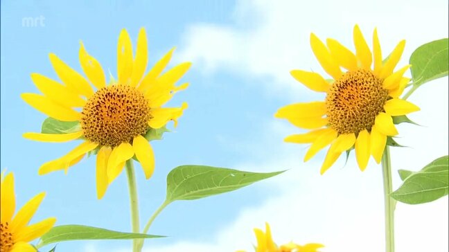 40万本のひまわりが見ごろに　都城市の南部ふれあい広場|TBS NEWS DIG